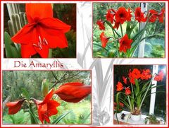 Amaryllis