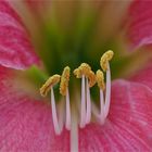 Amaryllis