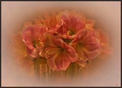 AMARYLLIS