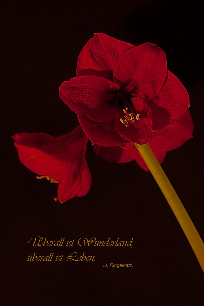 Amaryllis