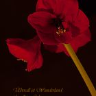 Amaryllis