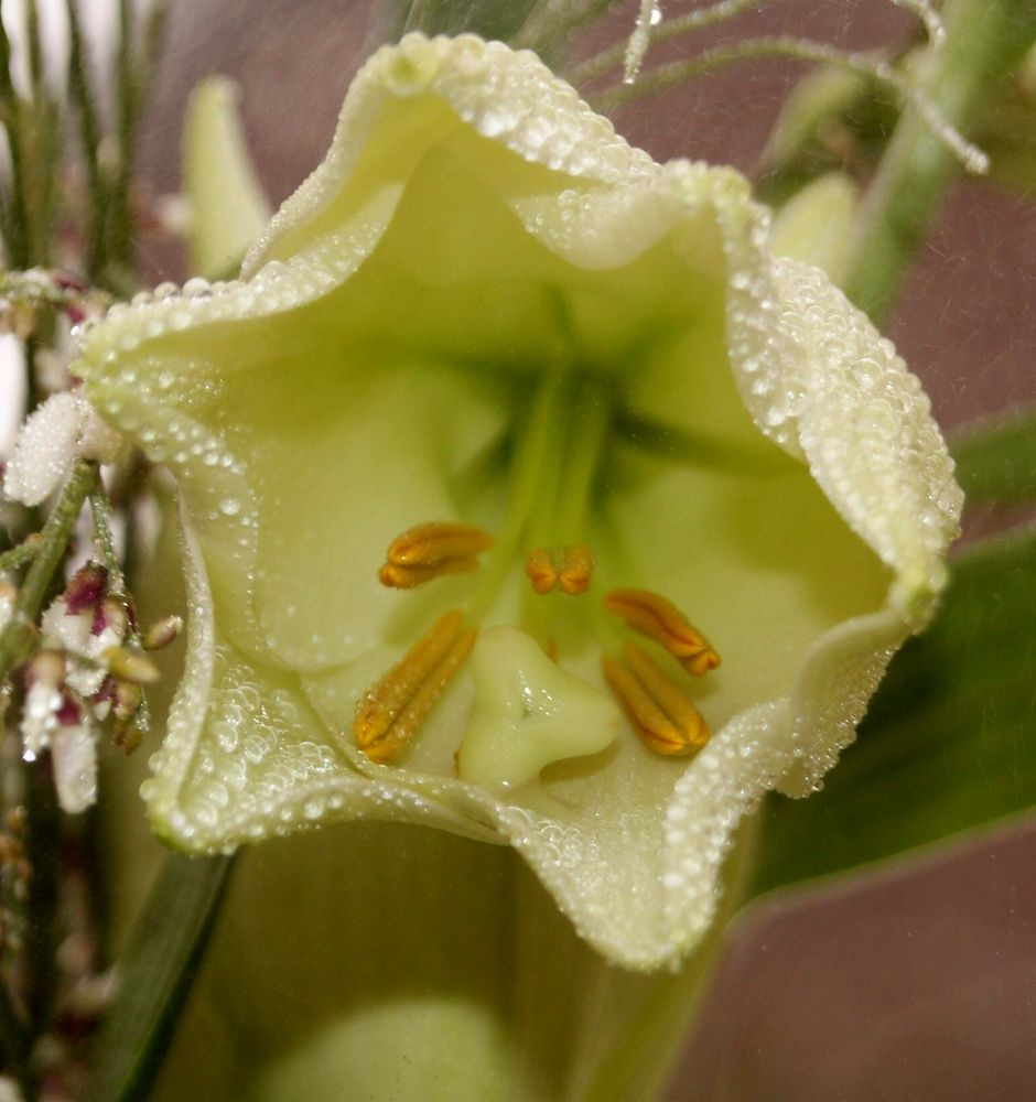 Amaryllis