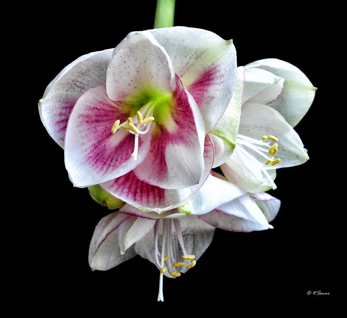 amaryllis