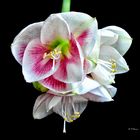 amaryllis