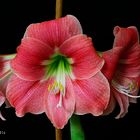 Amaryllis