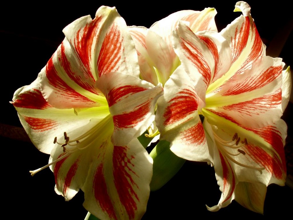 Amaryllis