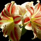 Amaryllis