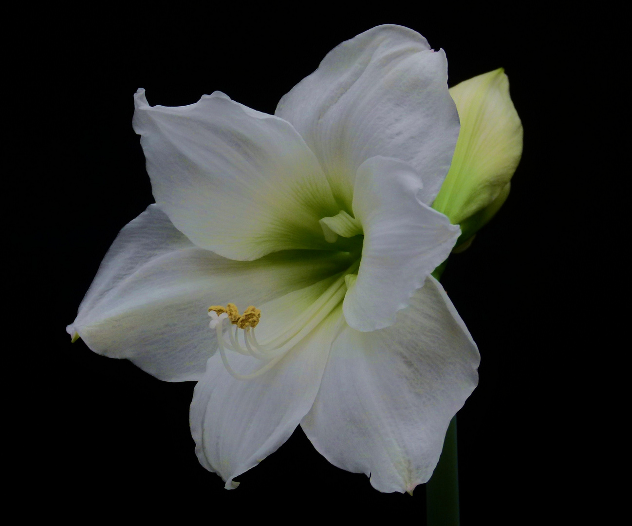 Amaryllis