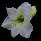 Amaryllis