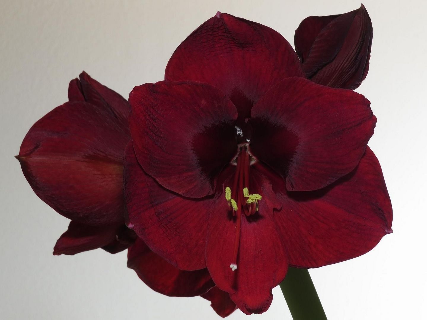 Amaryllis