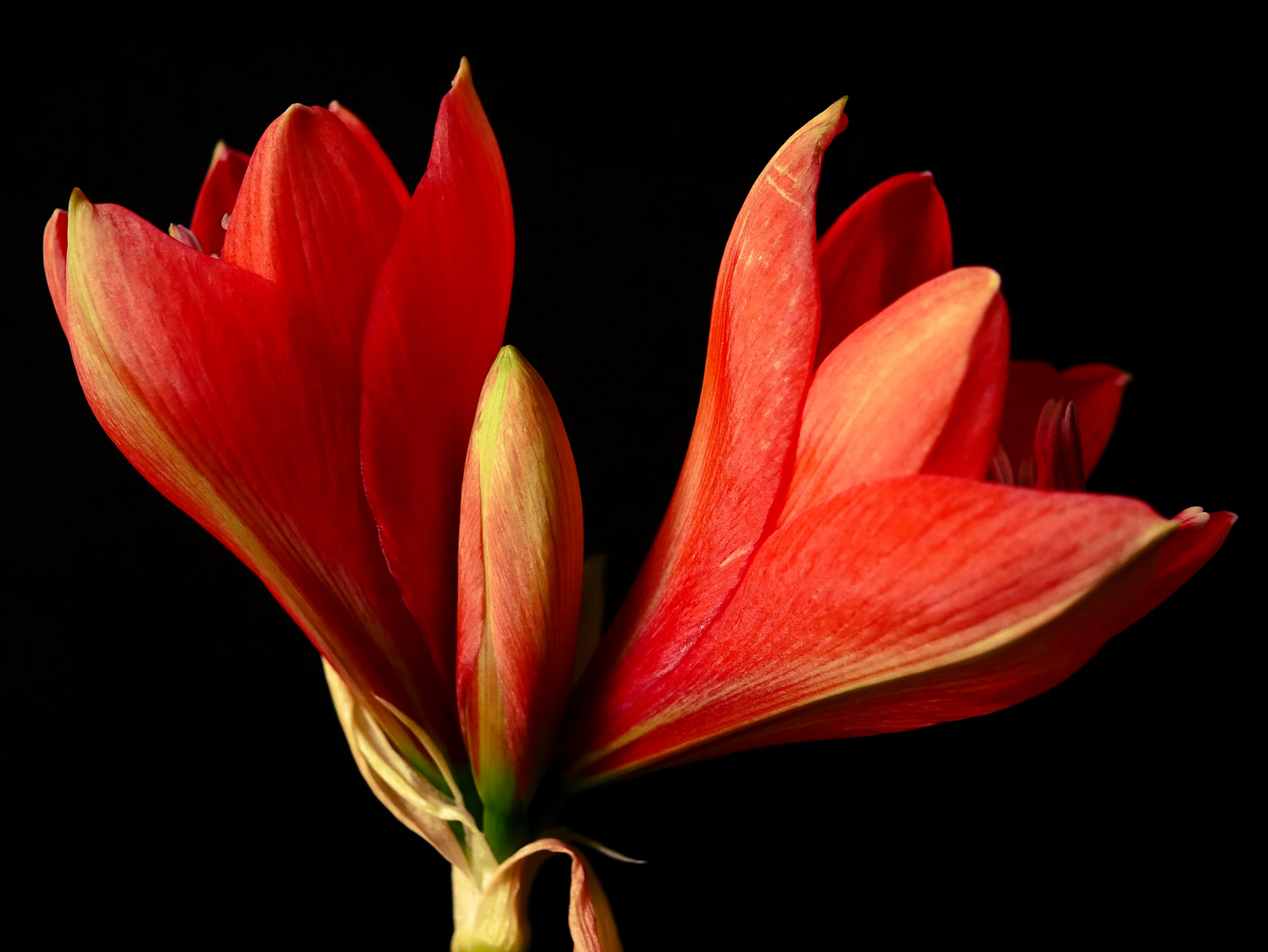 Amaryllis 