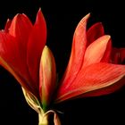 Amaryllis 