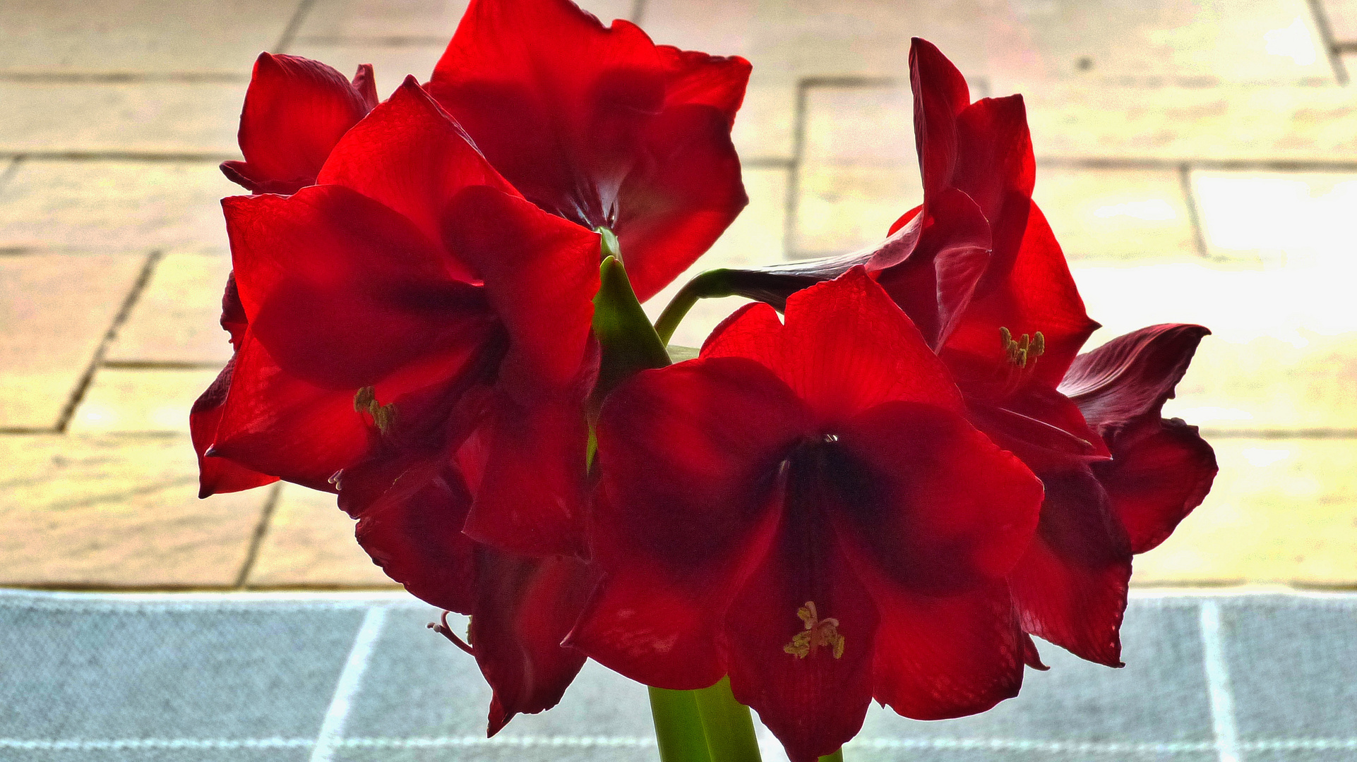 Amaryllis  