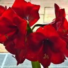 Amaryllis  