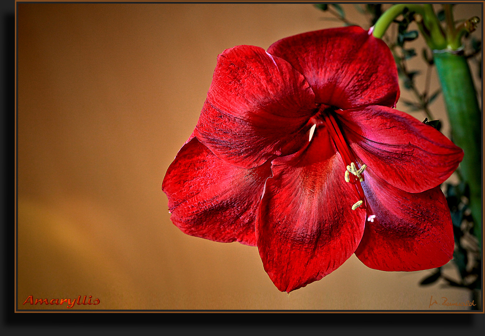 Amaryllis