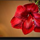 Amaryllis