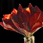 Amaryllis