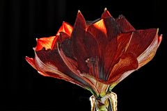 Amaryllis