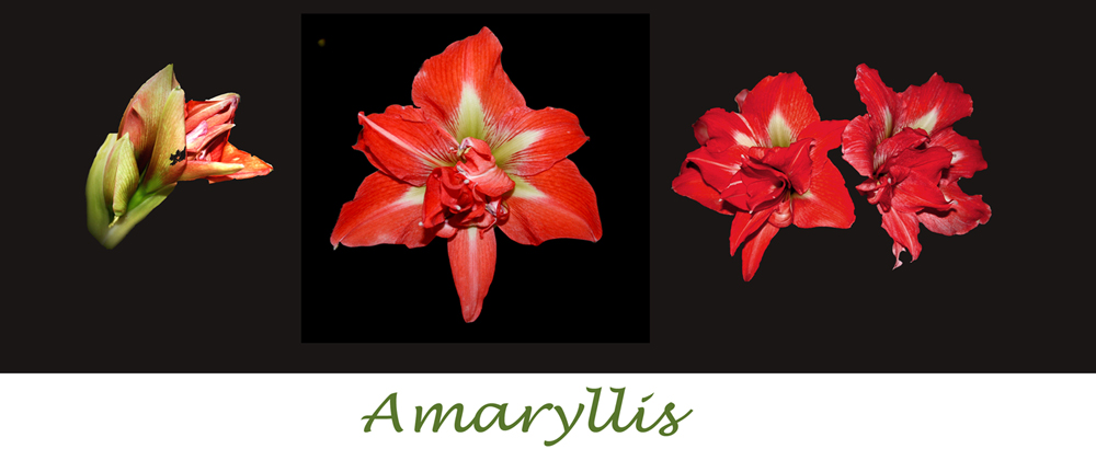 Amaryllis