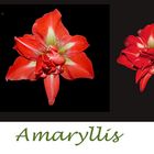 Amaryllis