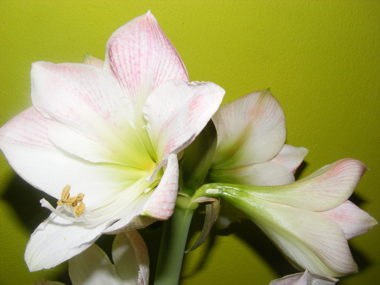 AMARYLLIS