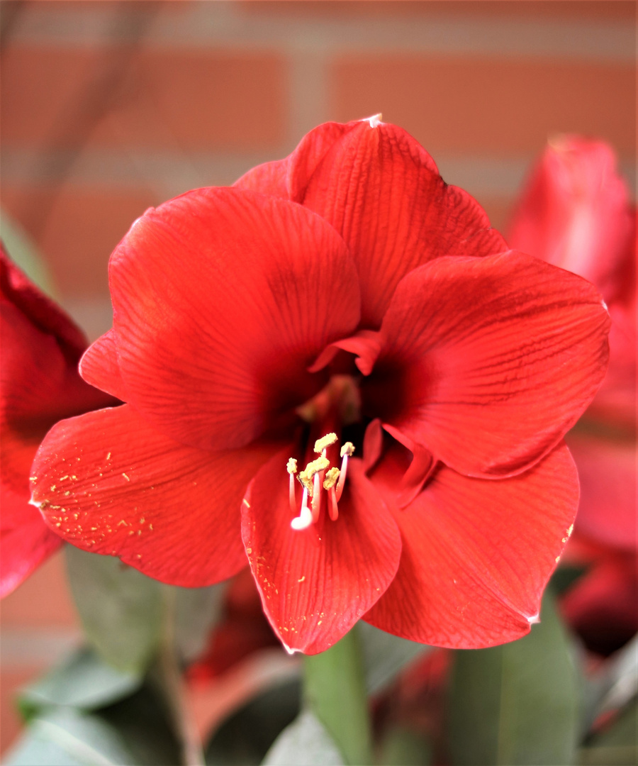 Amaryllis