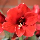 Amaryllis