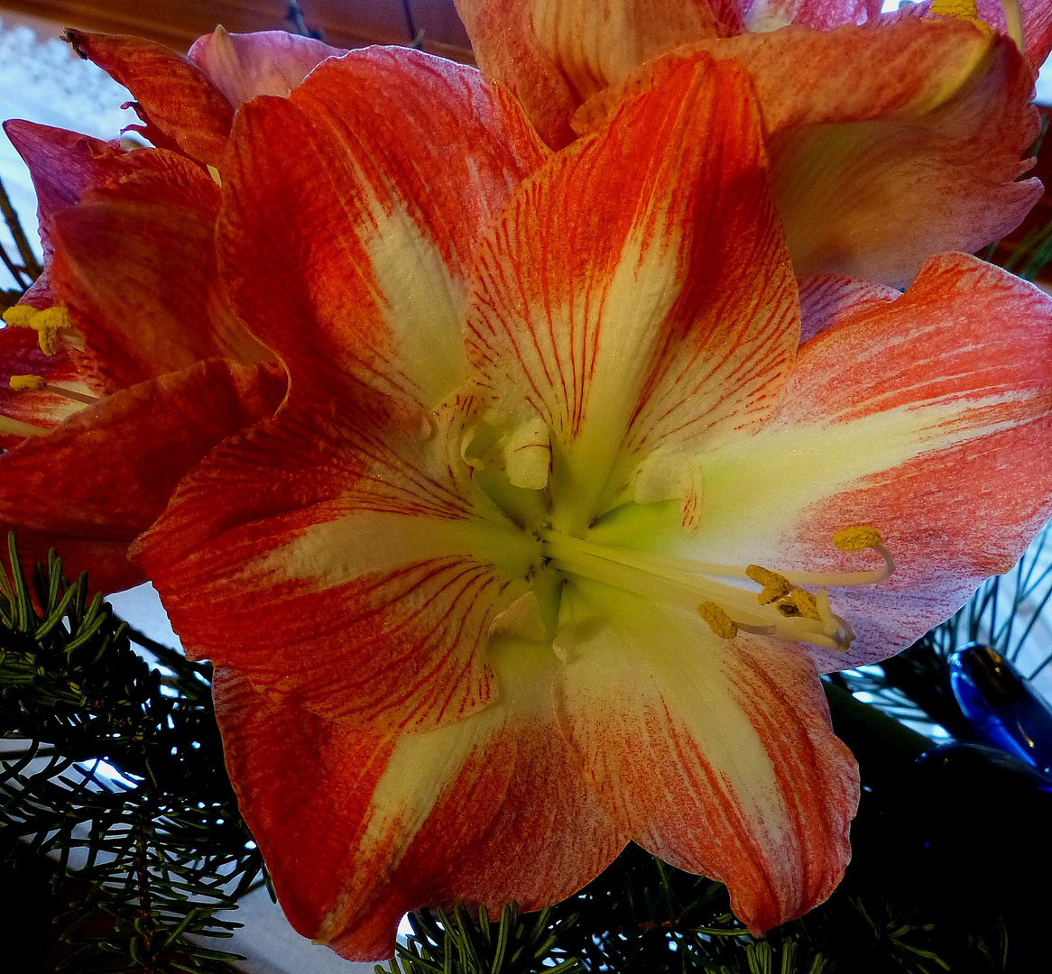 Amaryllis