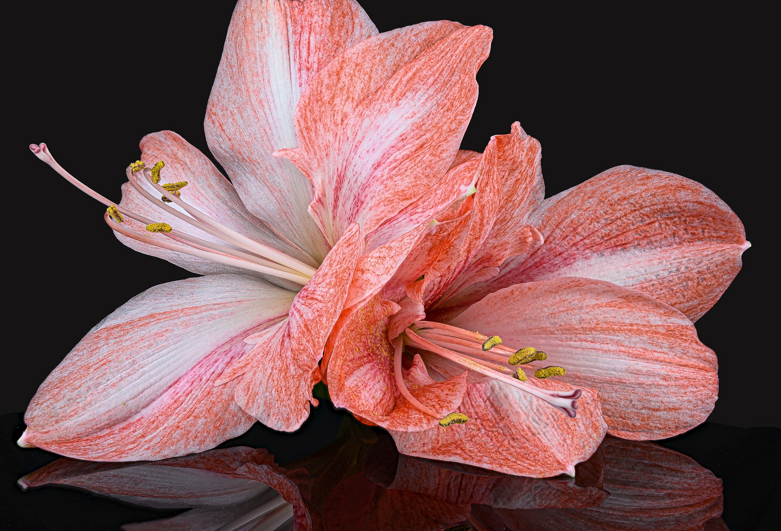 Amaryllis