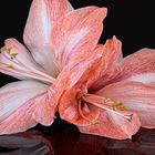 Amaryllis