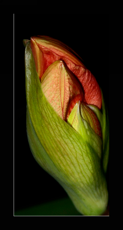 Amaryllis