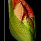 Amaryllis