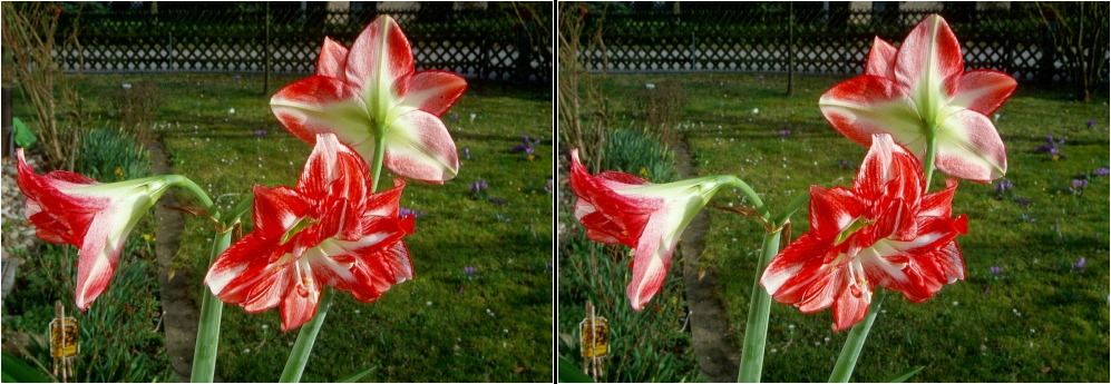 Amaryllis