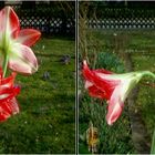 Amaryllis