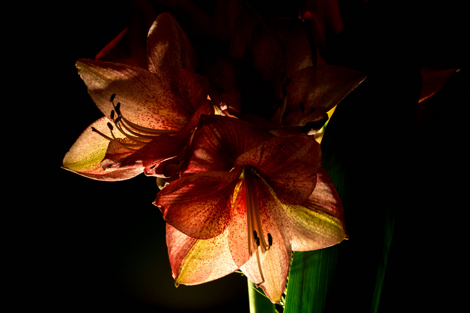 Amaryllis