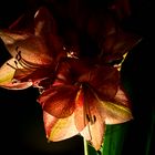 Amaryllis