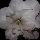 Amaryllis