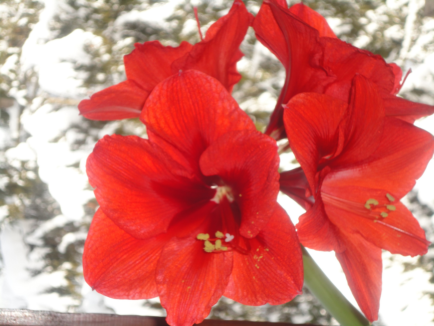 Amaryllis