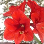 Amaryllis