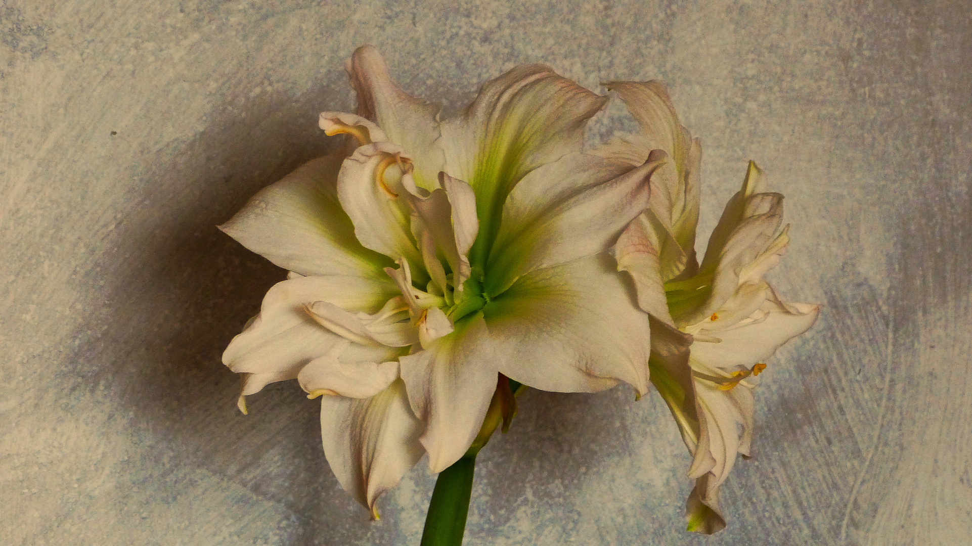 Amaryllis  