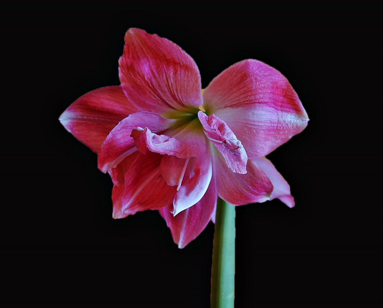 Amaryllis