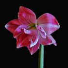 Amaryllis