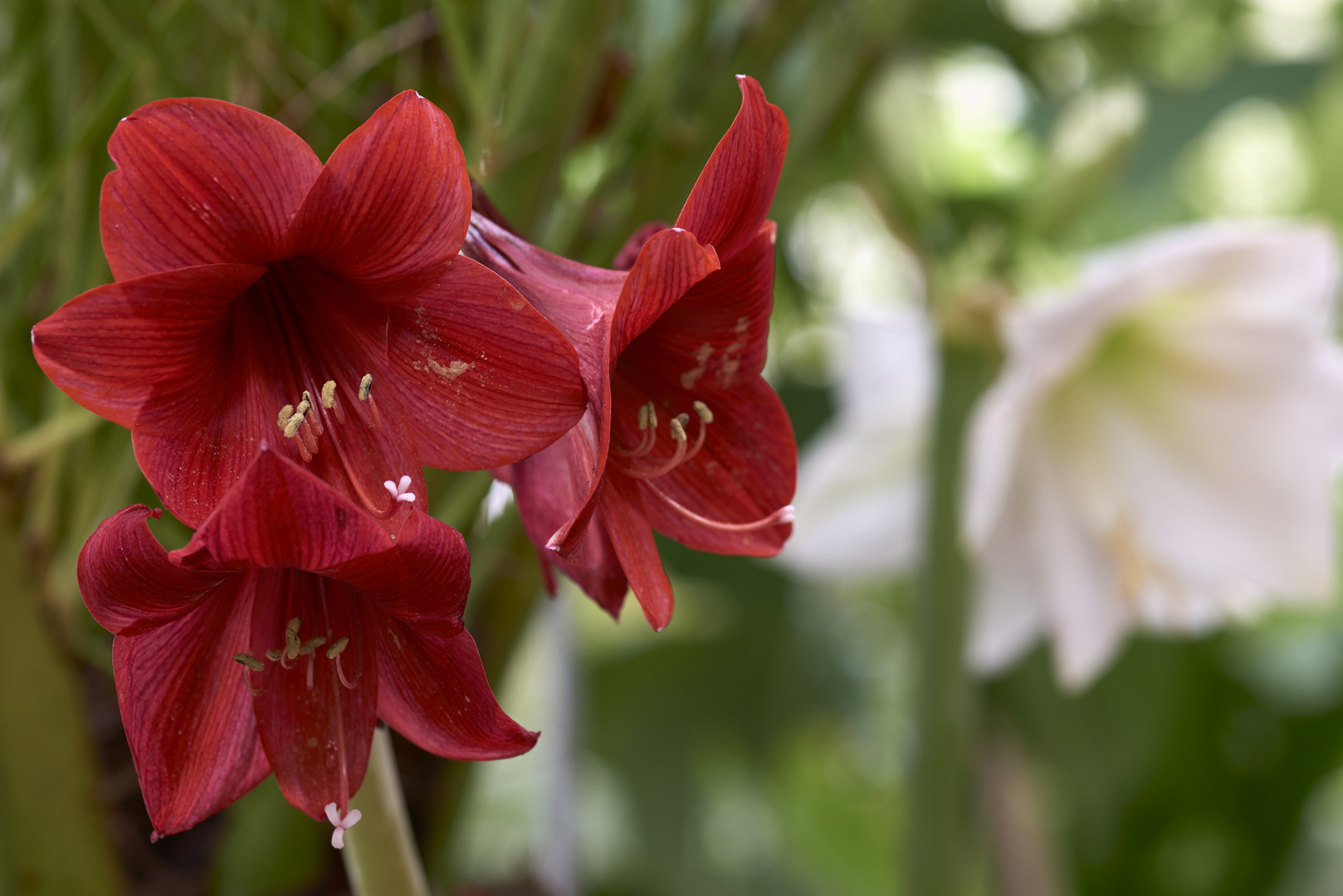 Amaryllis