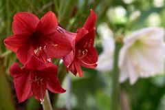 Amaryllis