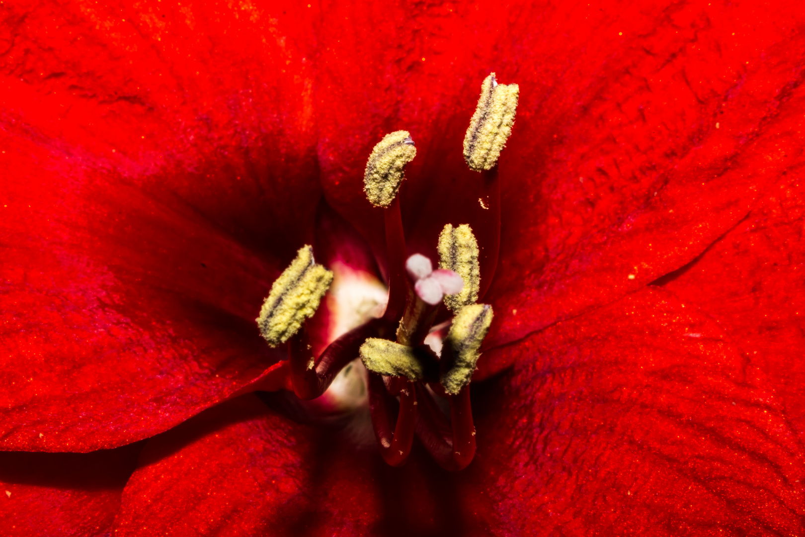 Amaryllis