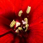 Amaryllis