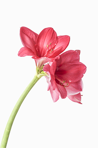 Amaryllis