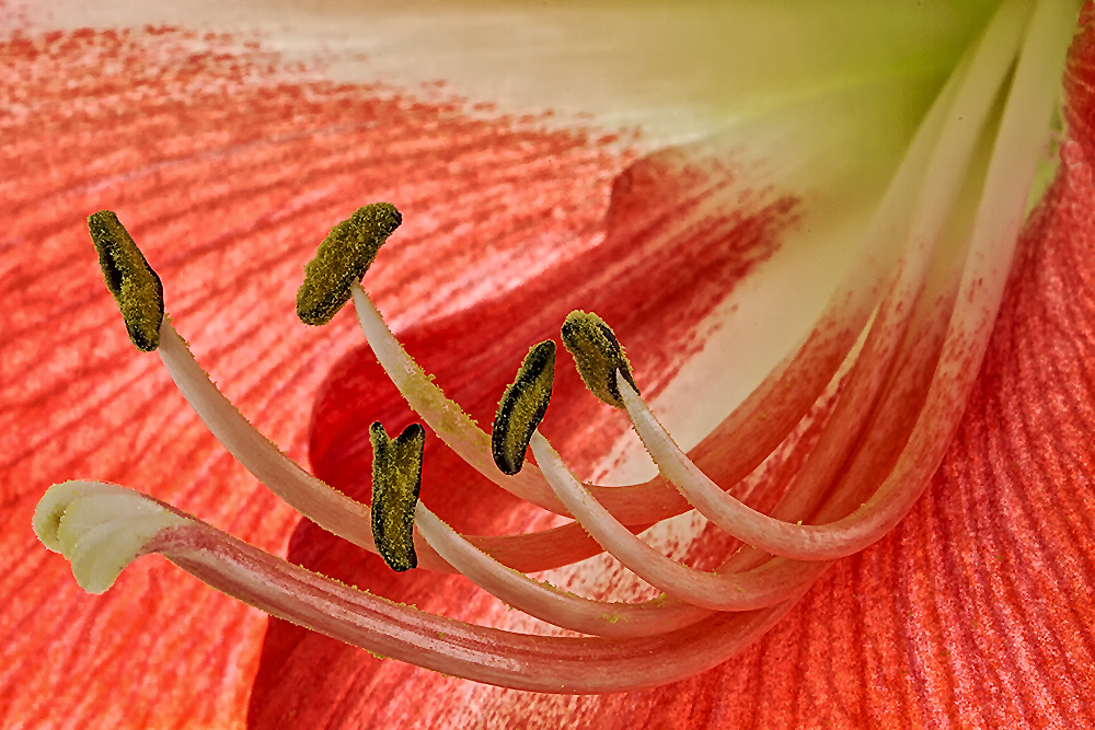 Amaryllis