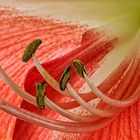 Amaryllis