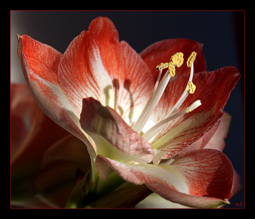 Amaryllis